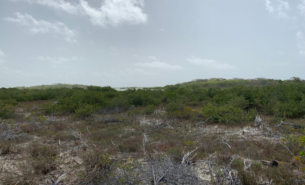 West Coast acreage close (4)